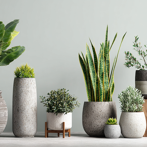 plants-greenery-image