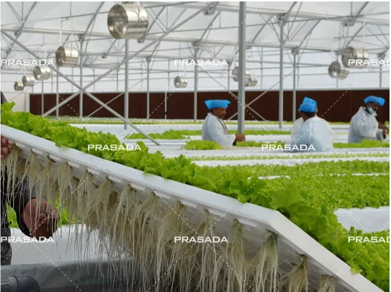 Design Service (Greenhouse & Agricultural Projects)